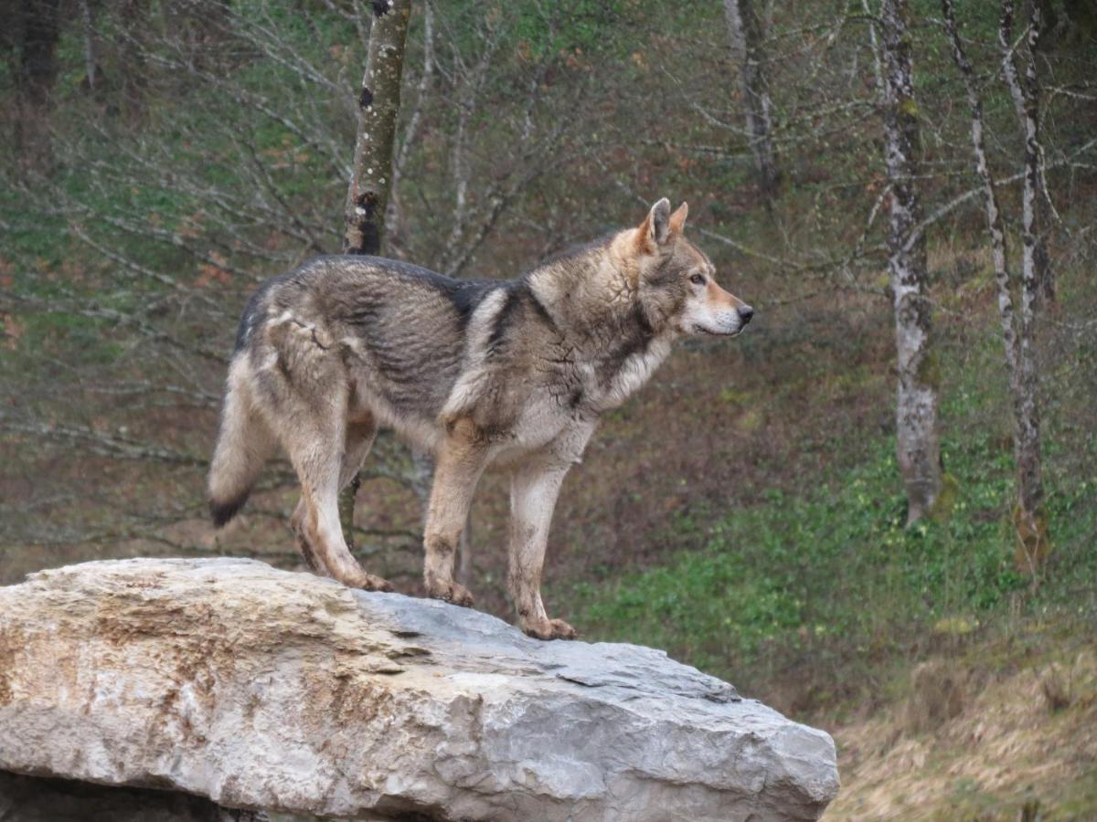 Villa Parc animalier du Hérisson à Doucier Extérieur photo